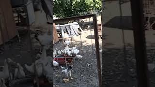 Полёт петуха ! 