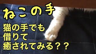 【猫の手】ネコの手でも借りて癒されてみるぅ？？