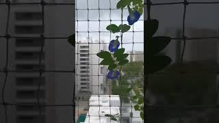 grow plants in monsoon - aparajita fast growing - pigeonwing flower #monsoon #aparajita #plants