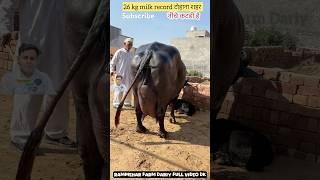 Would Top Murrah Buffalo #shortsvideo #farming #buffalow #viralvideo