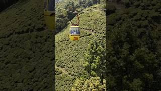 Ropeway in Darjeeling ️ #shorts #shortvideo #mountain #ropeway #reels #darjeeling #hills #nature