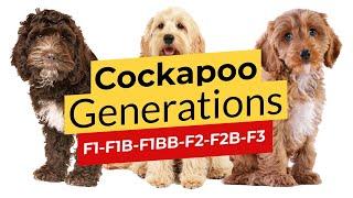 Cockapoo Generations: F1  F1B  F1BB  F2  F2B  F2BB  F3  2023 