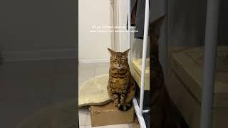 Зевс не может открыть глаза,т.к я нарезаю лук.Сидел так час #cat #catshorts #funnyvideos #животные