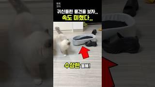 귀신들린 물건을 본 고양이의 놀라운 반응