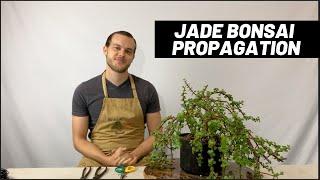 How to propagate Dwarf Jades from cuttings - The Bonsai Supply