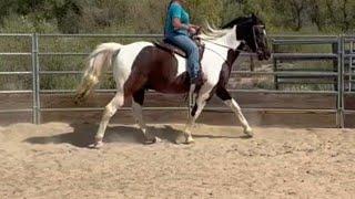 Fixing a pacey stiff and resistant gaited horse