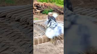 pigeon back flip #pigeon #backflip #shorts