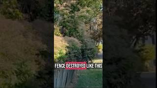 Nature destroyed we repaired #diy #fence #repair #explained #help #seniorcitizen