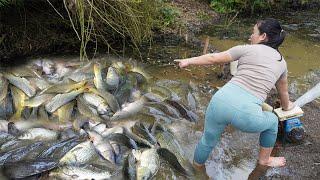 Top Greatest Fishing video, Harvesting fish | Skillfully use the water pump and catch many fish