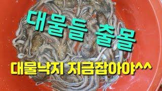 들물 무안낙지해루질/낙지잡이&해루맘의 낙지잡는법 2019/4/12