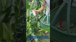 Corn Protection Hack: Recycle Bottles for Zero-Cost Pest Shield!