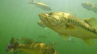 Craziest Underwater Bass Fishing Footage EVER! Whopper Plopper, Swimbait, Jerkbait, Fluke, Topwater