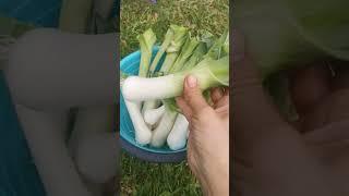 Урожай лука порея #shorts