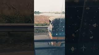 I love my india #shortvideo #viralvideo #anshusingh #trendingshorts