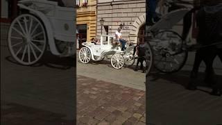 a horse-drawn wagon, the clatter of hooves, city tours #travel#2025