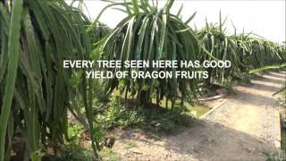 #1 Dragon Fruit Plantation-Long An Province, VIETNAM (Mr Trung)