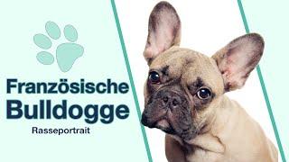 Französische Bulldogge im Rasseportrait | Ein Charmeur mit Kulleraugen?