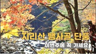 사람을 이상하게 홀리는 지리산 뱀사골 단풍 (11.5)