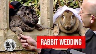 The Rabbit Wedding