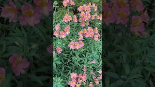 Alstroemeria 'Summer Relieve' - a beautiful cut flower for your garden! #plants #shorts