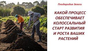 Процессы развития и плодородия зависят от интенсивности разложения органики №671/24