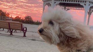 Beautiful  Morning Sky Tedi The Dog With Passport to Travel is live!