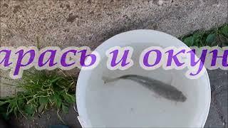 РЫБОЛОВ ИВАНОВИЧ. Карась и окунь.
