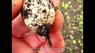 Agaricus romagnesii. Champimaginatis. English Text.