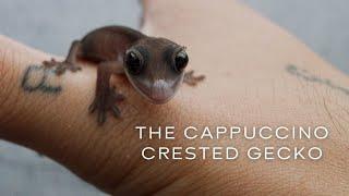 The Cappuccino Crested Gecko