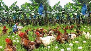 Brilliant Ideas for Raising Free-Range Chickens & Ducks! Using Banana Trunks as Chicken & Duck Feed!