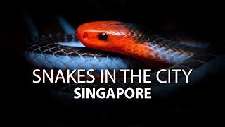 Snakes In the City - Singapore (4k)