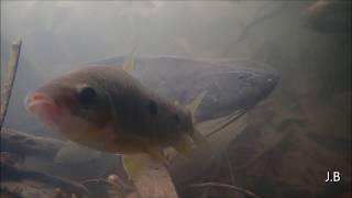 Leporinus sp. mangeur de nageoires Colombie 2020 Lanos