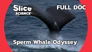 Sperm Whales: Survival in a Changing Ocean | SLICE SCIENCE | FULL DOC