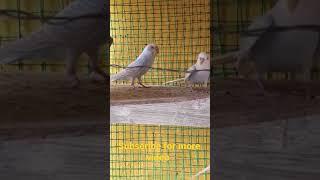 white chick is nest outed budgies/crazy pets lovers