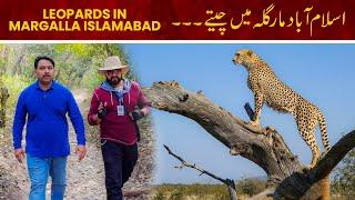 Leopards in Margalla Hills National Park | Islamabad