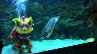 Underwater Lion Dance at Aquaria KLCC (CNY 2016)