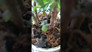  Unbelievable Luck Growth #plants #nature #shorts #youtubeshorts #jadeplant #teatime #goodevening