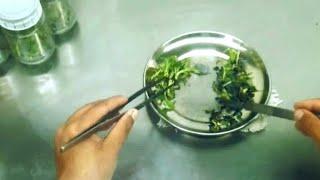 tissue culture protocol: banana shooting/elongation cutting & inoculation