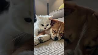 Kitten Finds Perfect Nap Buddy  #cute #pets #shorts