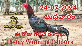 24 july 2024 Today Winning Colours#kukkutasastram  @SrinuGariFarms   @SrinuGaruSGF