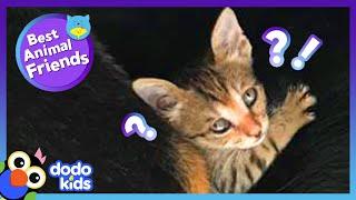 Tiny Kitten Chose Someone Special To Be Her Mom | Best Animal Friends | Dodo Kids