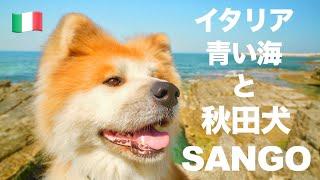 Akita inu "SANGO" walks along the beautiful seaside of Italy 