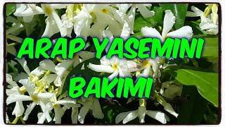 ARAP YASEMİNİ ÖZELLİKLERİ ve BAKIMI (Arabian Jasmine)