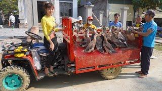 Young girl harvests ducks after 4 months of raising and Use 4-wheeled Truck Off-road vehicle to sell