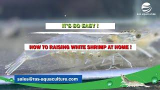 IT'S SO EASY! HOW TO RAISE SHRIMP AT HOME