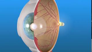 How the Eye Works and AMD