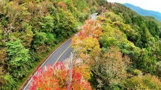 20241214台18阿里山公路89Ｋ傷心山楓紅