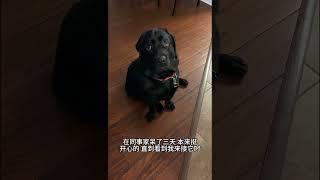 精神抚慰犬 萌宠出道计划 我的萌宠 我家萌宠治愈@DOU+小助手