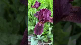 Расцветают карликовые ирисы