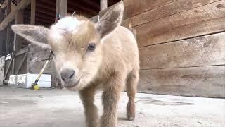 Baby goats clown for the camera!